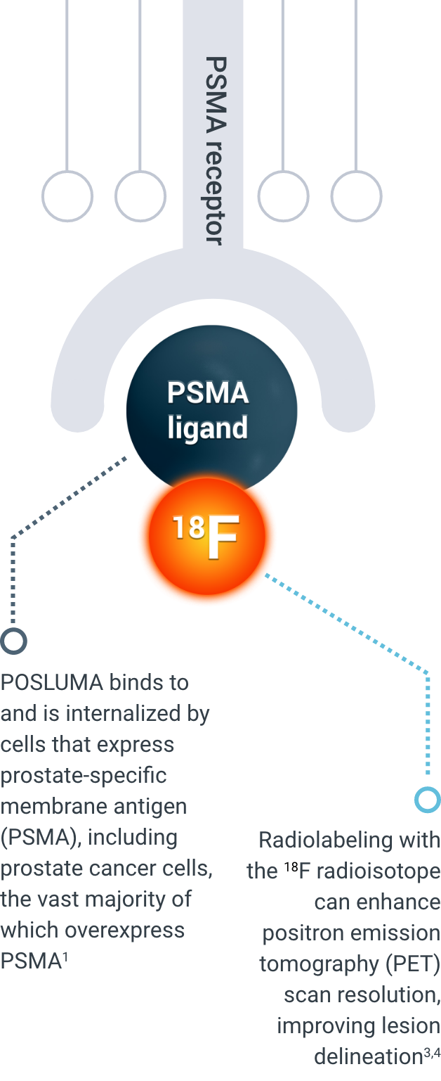 PSMA receptor